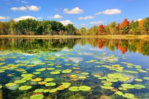 یادداشتی از محسن عباسی‌فرد؛ تالاب انزلی، عملاً در مسیر نابودی 