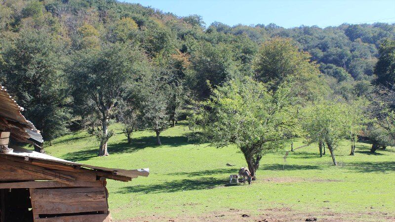 آتشسوزی جنگلهای هیرکانی مازندران هنوز مهار نشده