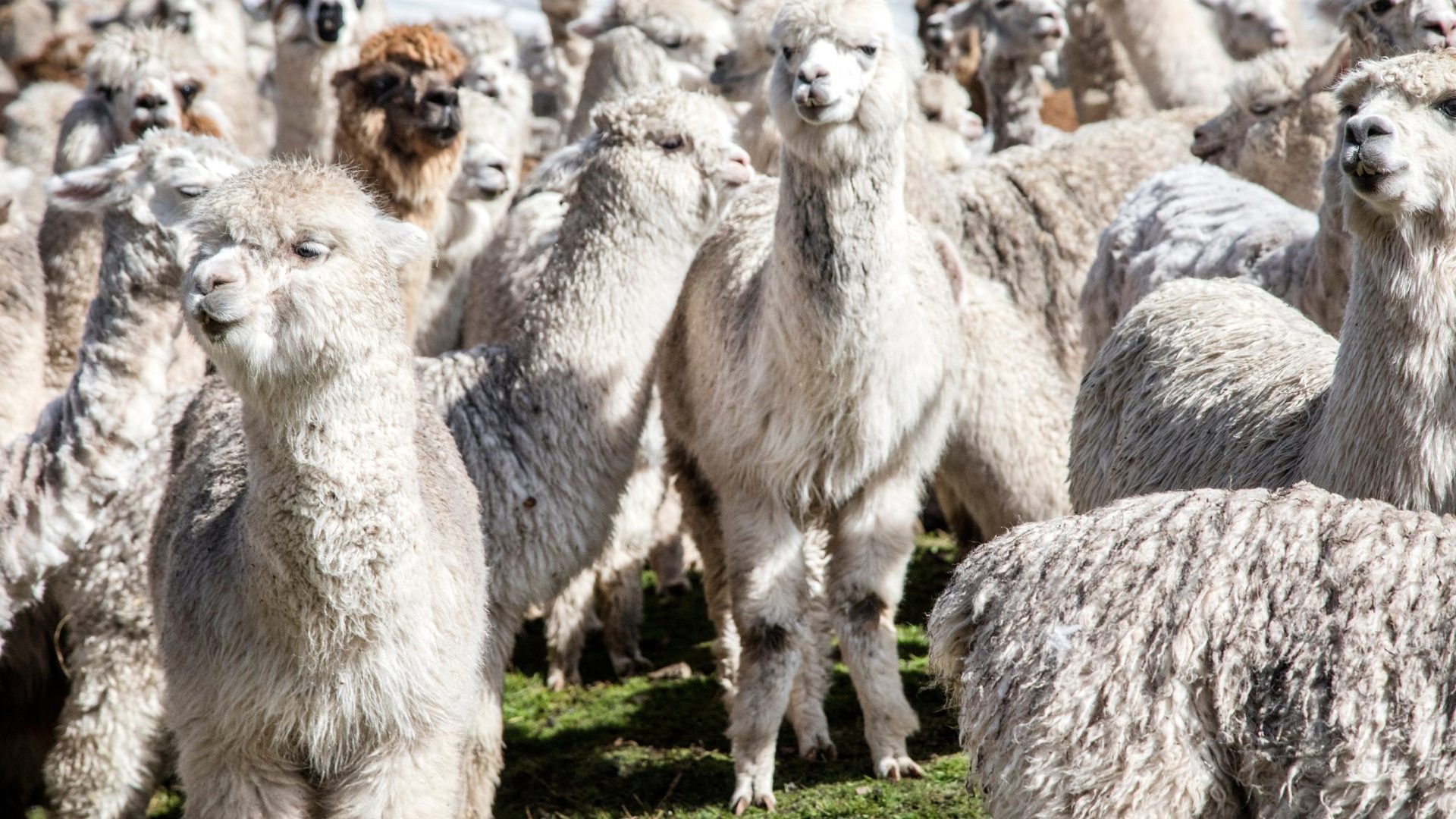 دره مقدس کوهستانی پرو، یک آلپاکا را در حال چرا روی علفهای وحشی