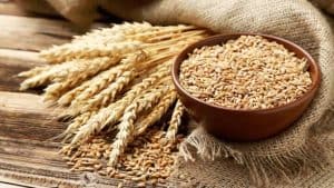 قیمت خرید گندم 1405