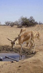 جنگ در سرزمیــــــــن غزال