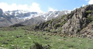 منطقه حفاظتشده بیستون؛ نگین تنوعزیستی زاگرس و قطب طبیعتگردی غرب ایران