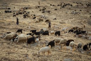 نقش دوگانه دامداری عشایری در مراتع؛ از حفاظت تا تخریب